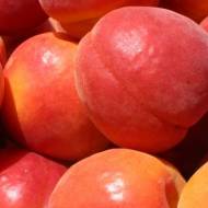 Саджанець Абрикос Робада